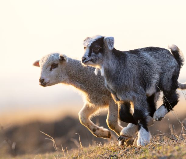 Small Ruminant Media – Labsynergy